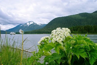 Cow Parsnip