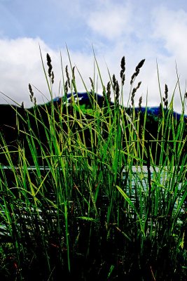 Grass and Petersburg Mountain