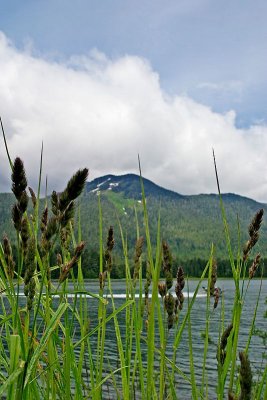 Grass and Petersburg Mountain