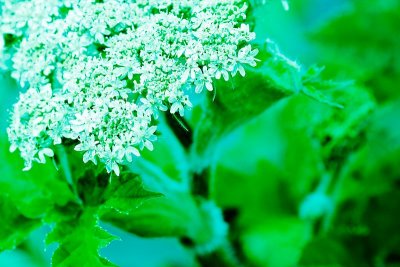 Cow Parsnip