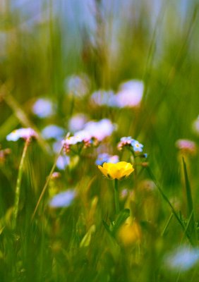 Buttercup and Forget-Me-Nots
