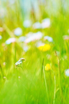 Forget-Me-Not