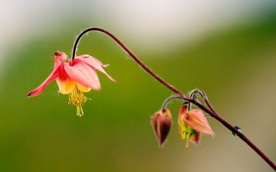 Columbine (3)