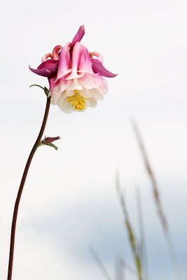 Columbine (2)