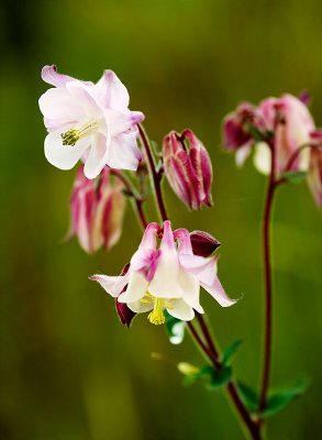 Columbine (4)