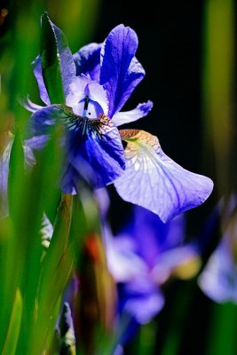 Wild Iris
