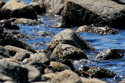 Beach rocks