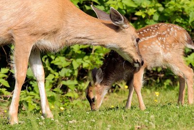 Doe and Fawn