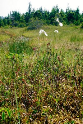 Cottongrass