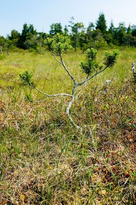 Shore Pine