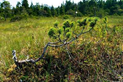 Shore Pine