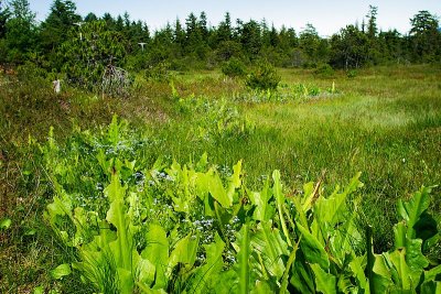 Forget-Me-Nots and Skunk Cabbage