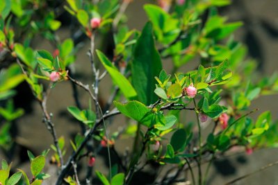 Bog Blueberry