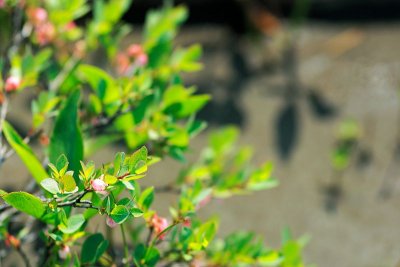 Bog Blueberry