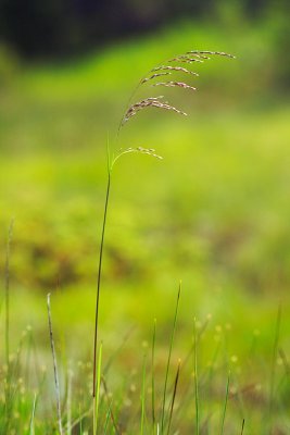 Grass [Need ID]