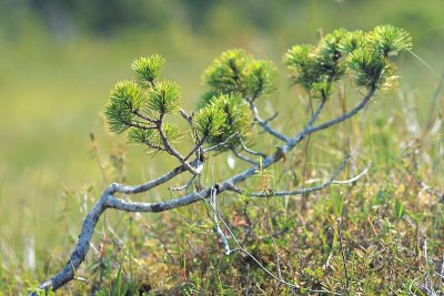 Shore Pine