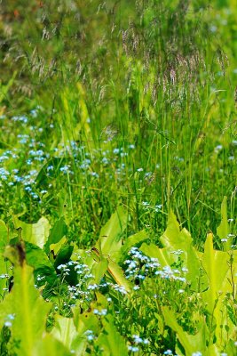 Forget-Me-Nots and Skunk Cabbage