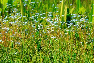 Forget-Me-Nots