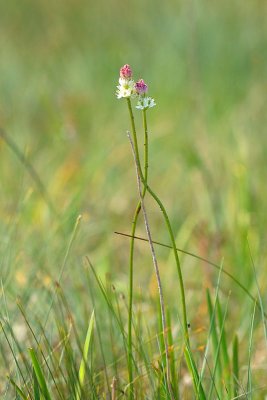 Sticky Tofieldia