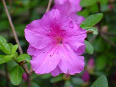 'Harris Purple'