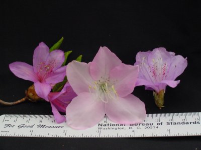 mariesii, schlippenbachii, tashiroi