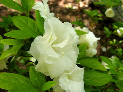  'White Rosebud'...