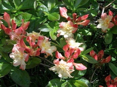'Cannon's Double'