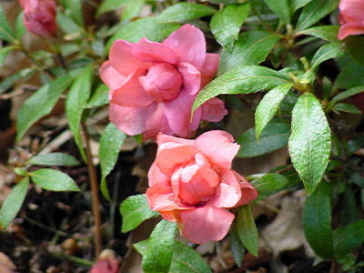 'Balsaminiflorum'