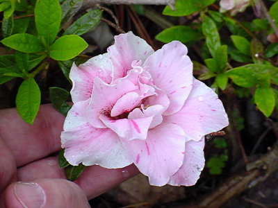 'Baby Jill'