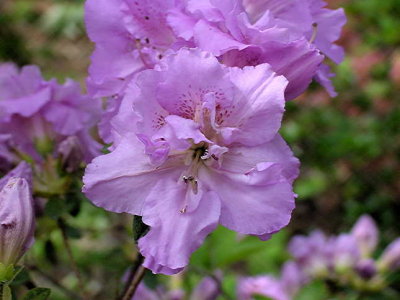 'Elsie Lee'