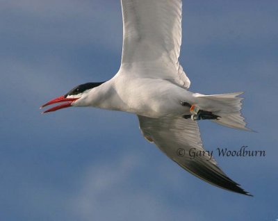 tern in flight IMG_9587.jpg