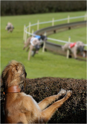 Dogs @ the Race