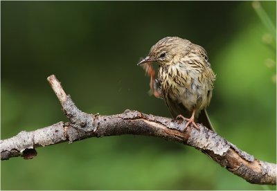 graspieper / meadow pipit