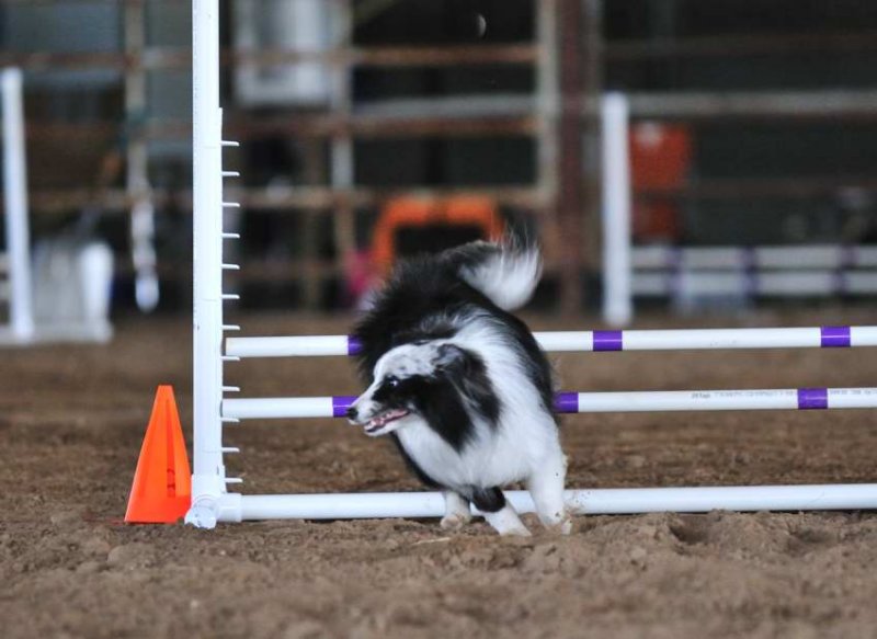 Clearing the hurdle