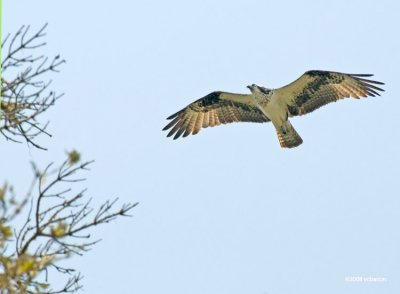 Osprey in flight