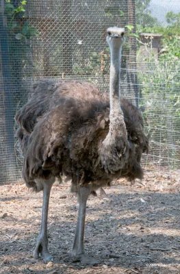 Ostrich at Point Reyes