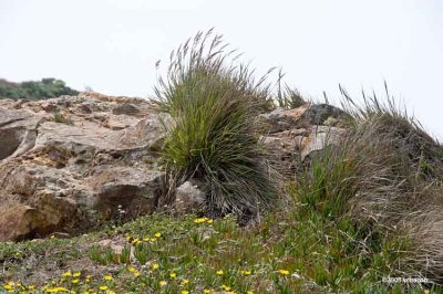 Grasses blowing in the wind.