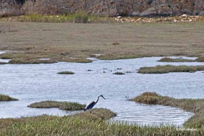 Drakes Estuary