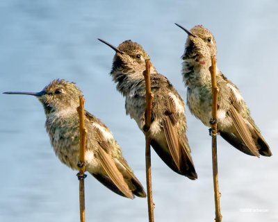 Hummers on a Stick