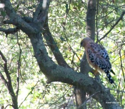 Hawk in the Oaks