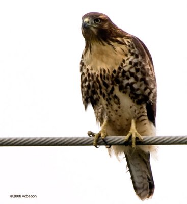 Red-tailed Hawk #1