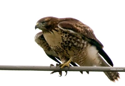 Red-tailed Hawk #2