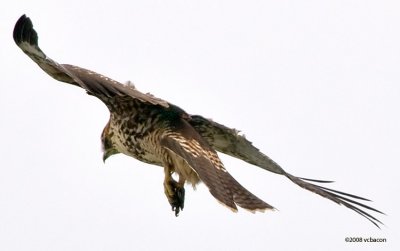 Red-tailed Hawk #5