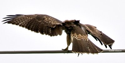 Red-tailed Hawk #6