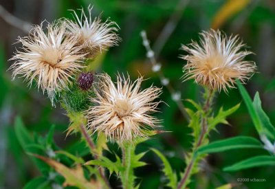 Thistle Going to Seed