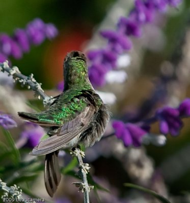 Hummer tail view action