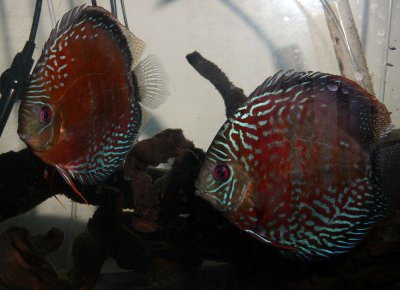  Discus, L-Numbers, Freshwater Stingrays