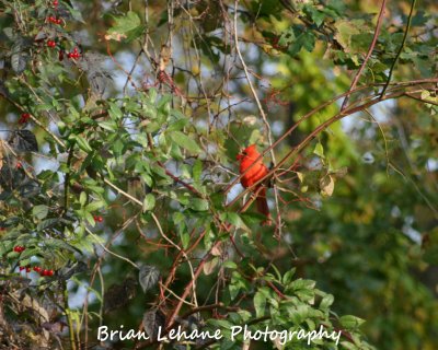 IMG_0003a.jpg