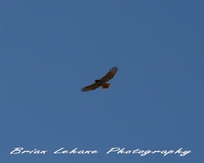 IMG_0018a.jpg
