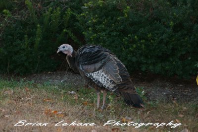 IMG_0201a.jpg